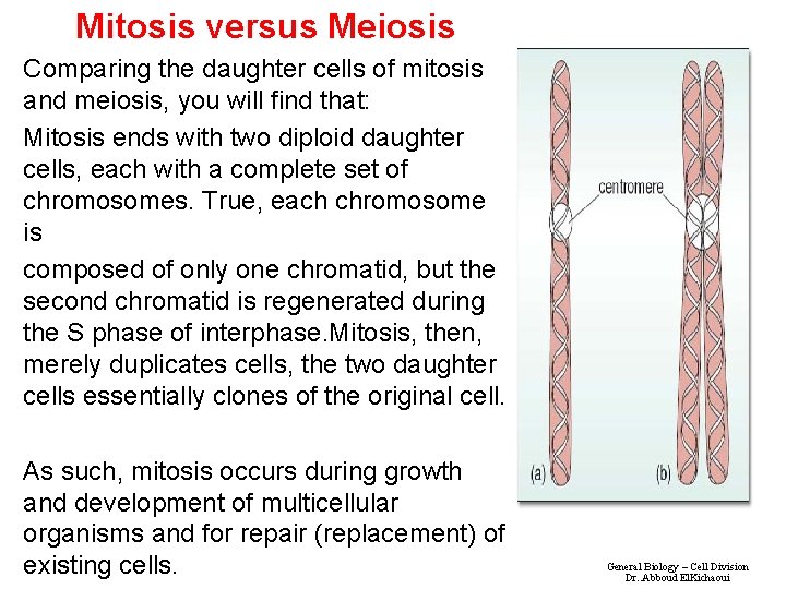 Mitosis versus Meiosis Comparing the daughter cells of mitosis and meiosis, you will find