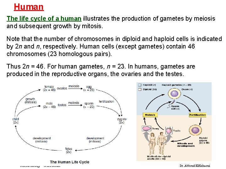 Human The life cycle of a human illustrates the production of gametes by meiosis