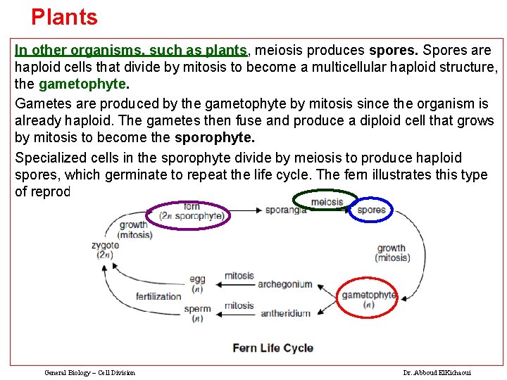 Plants In other organisms, such as plants, meiosis produces spores. Spores are haploid cells