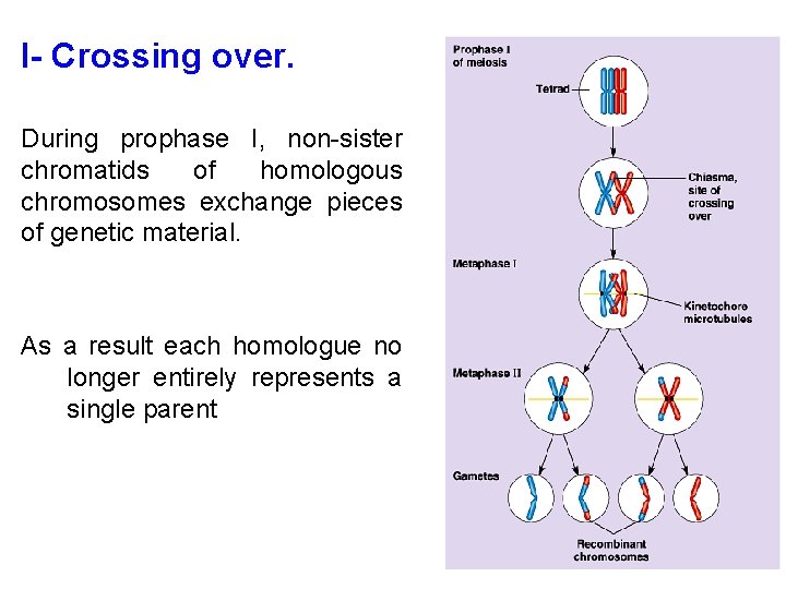 I- Crossing over. During prophase I, non-sister chromatids of homologous chromosomes exchange pieces of