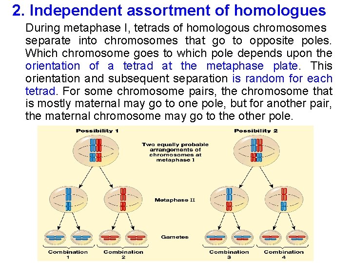 2. Independent assortment of homologues During metaphase I, tetrads of homologous chromosomes separate into