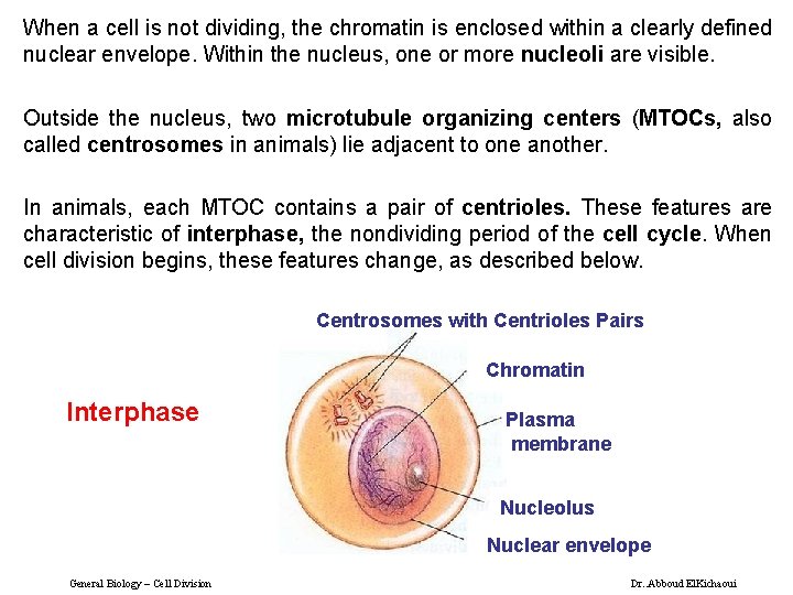 When a cell is not dividing, the chromatin is enclosed within a clearly defined