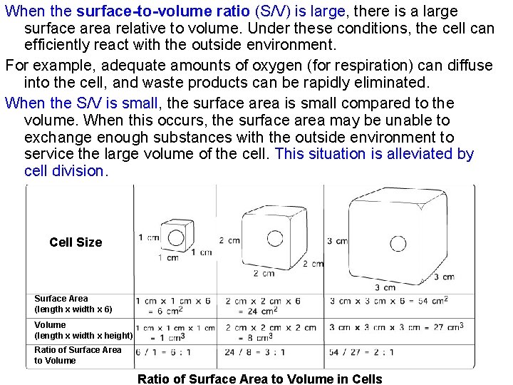 When the surface-to-volume ratio (S/V) is large, there is a large surface area relative