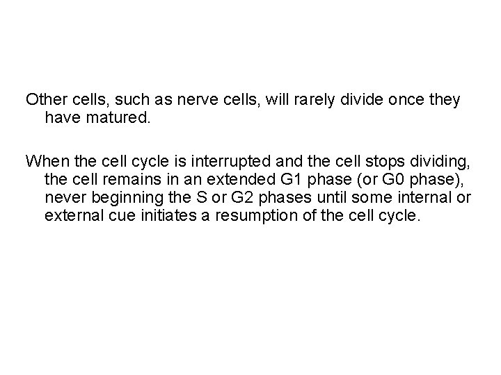 Other cells, such as nerve cells, will rarely divide once they have matured. When