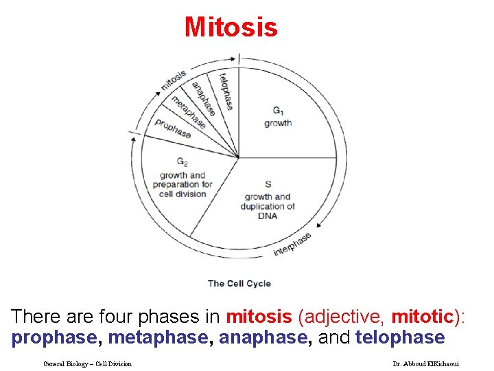 Mitosis There are four phases in mitosis (adjective, mitotic): prophase, metaphase, and telophase General
