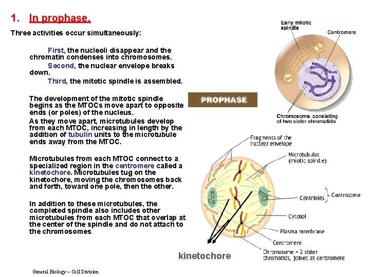 1. In prophase, Three activities occur simultaneously: First, the nucleoli disappear and the chromatin