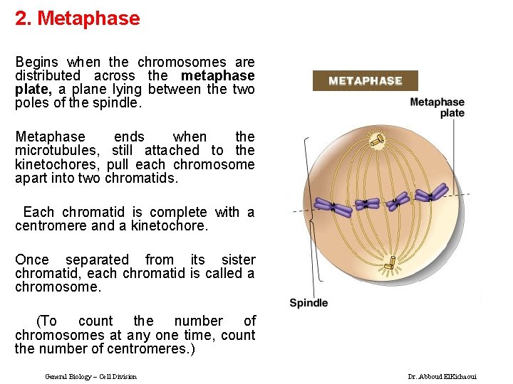 2. Metaphase Begins when the chromosomes are distributed across the metaphase plate, a plane