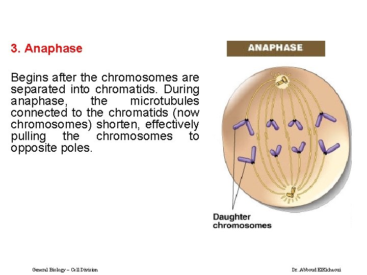 3. Anaphase Begins after the chromosomes are separated into chromatids. During anaphase, the microtubules