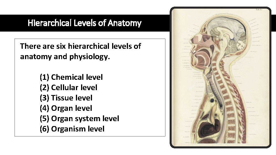 Hierarchical Levels of Anatomy There are six hierarchical levels of anatomy and physiology. (1)