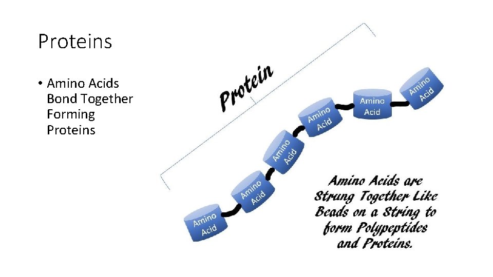 Proteins • Amino Acids Bond Together Forming Proteins 