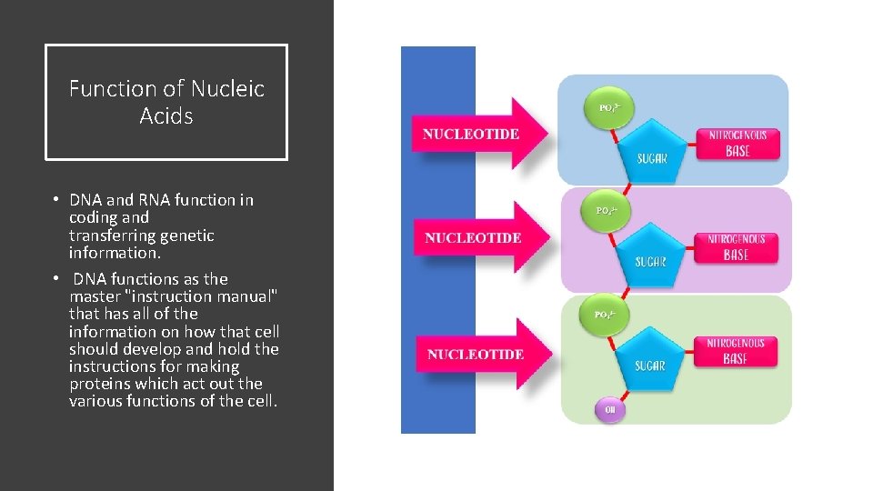 Function of Nucleic Acids • DNA and RNA function in coding and transferring genetic