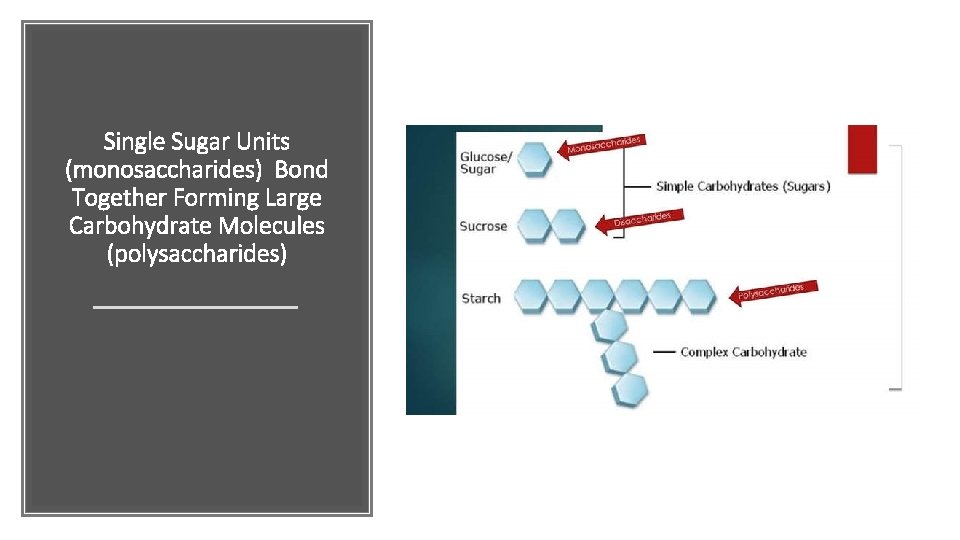 Single Sugar Units (monosaccharides) Bond Together Forming Large Carbohydrate Molecules (polysaccharides) 