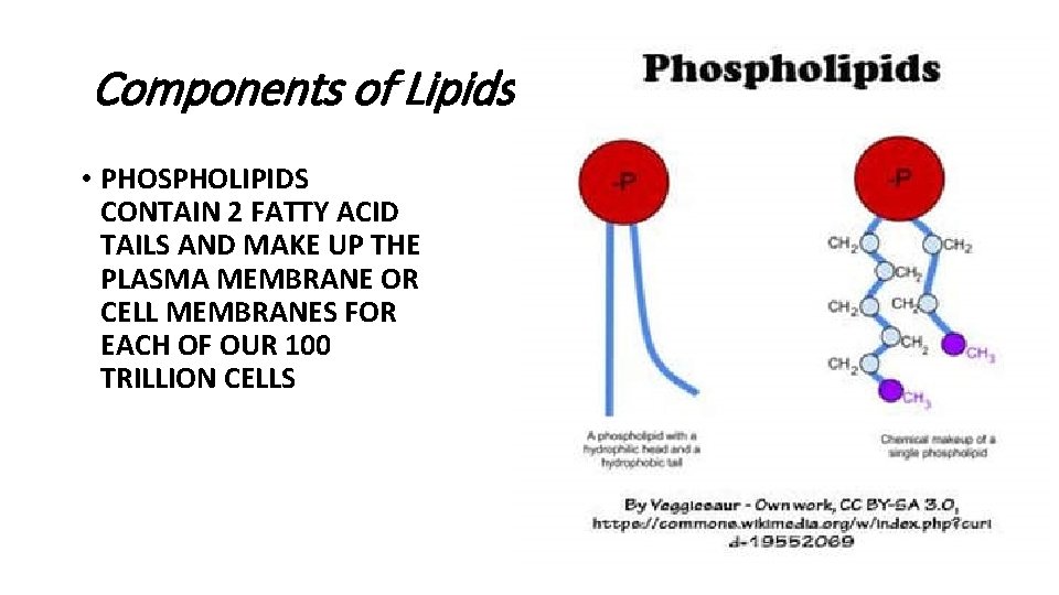  Components of Lipids. • PHOSPHOLIPIDS CONTAIN 2 FATTY ACID TAILS AND MAKE UP