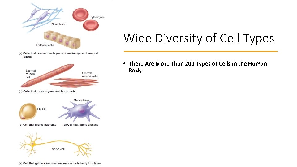 Wide Diversity of Cell Types • There Are More Than 200 Types of Cells