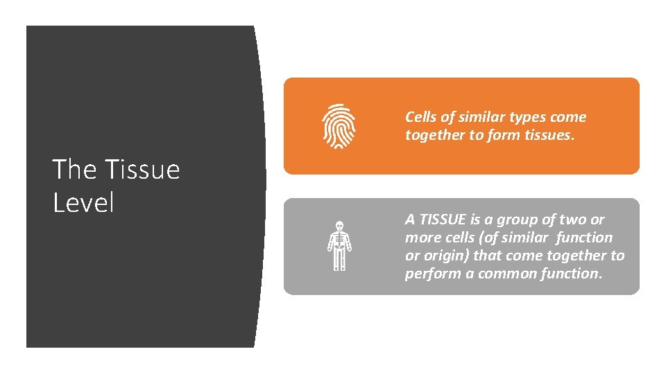 Cells of similar types come together to form tissues. The Tissue Level A TISSUE