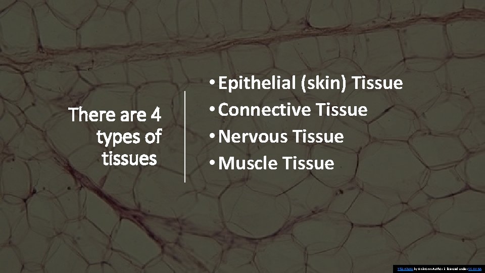 There are 4 types of tissues • Epithelial (skin) Tissue • Connective Tissue •