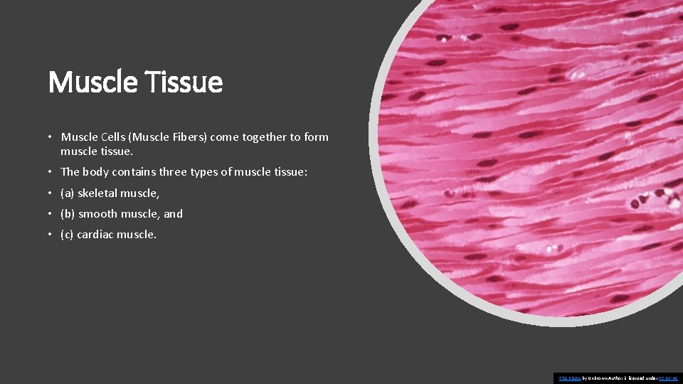 Muscle Tissue • Muscle Cells (Muscle Fibers) come together to form muscle tissue. •