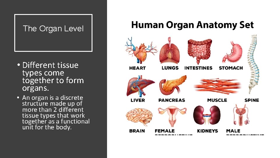 The Organ Level • Different tissue types come together to form organs. • An