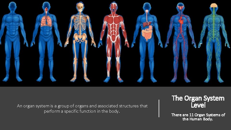 An organ system is a group of organs and associated structures that perform a