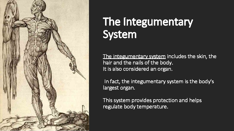 The Integumentary System The integumentary system includes the skin, the hair and the nails