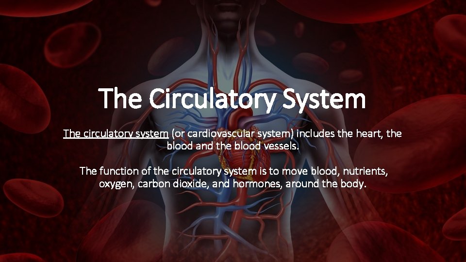 The Circulatory System The circulatory system (or cardiovascular system) includes the heart, the blood