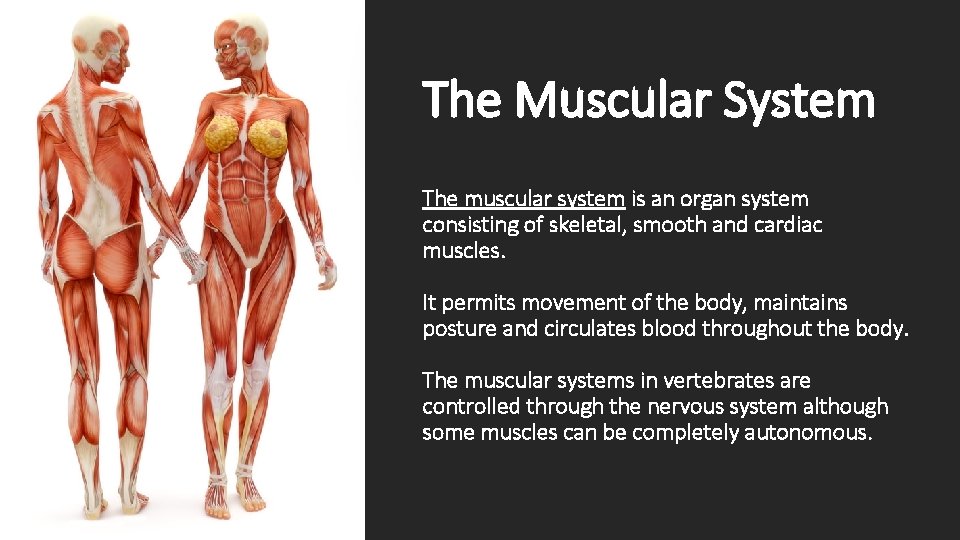 The Muscular System The muscular system is an organ system consisting of skeletal, smooth