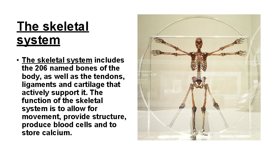 The skeletal system • The skeletal system includes the 206 named bones of the