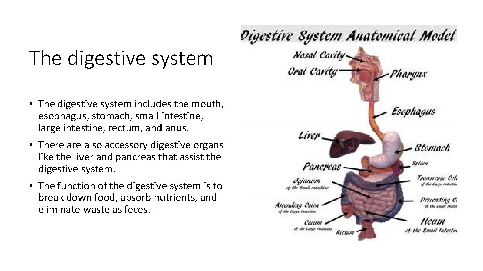 The digestive system • The digestive system includes the mouth, esophagus, stomach, small intestine,