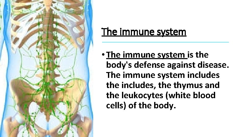 The immune system • The immune system is the body's defense against disease. The