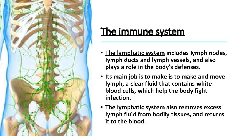 The immune system • The lymphatic system includes lymph nodes, lymph ducts and lymph