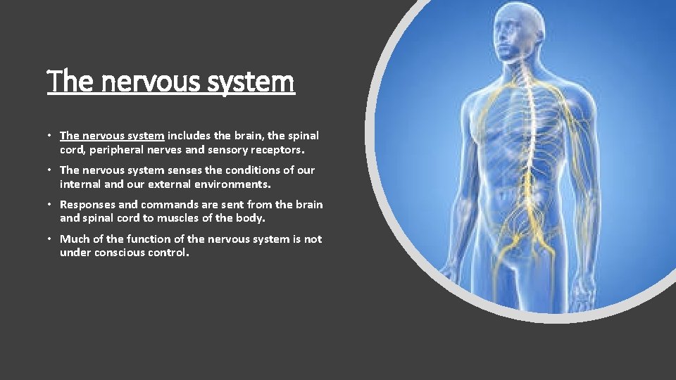 The nervous system • The nervous system includes the brain, the spinal cord, peripheral