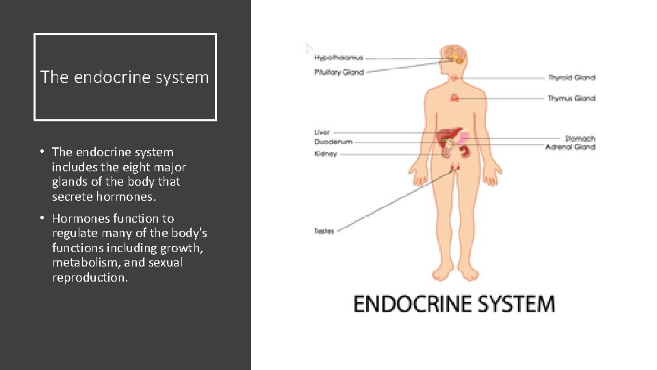 The endocrine system • The endocrine system includes the eight major glands of the