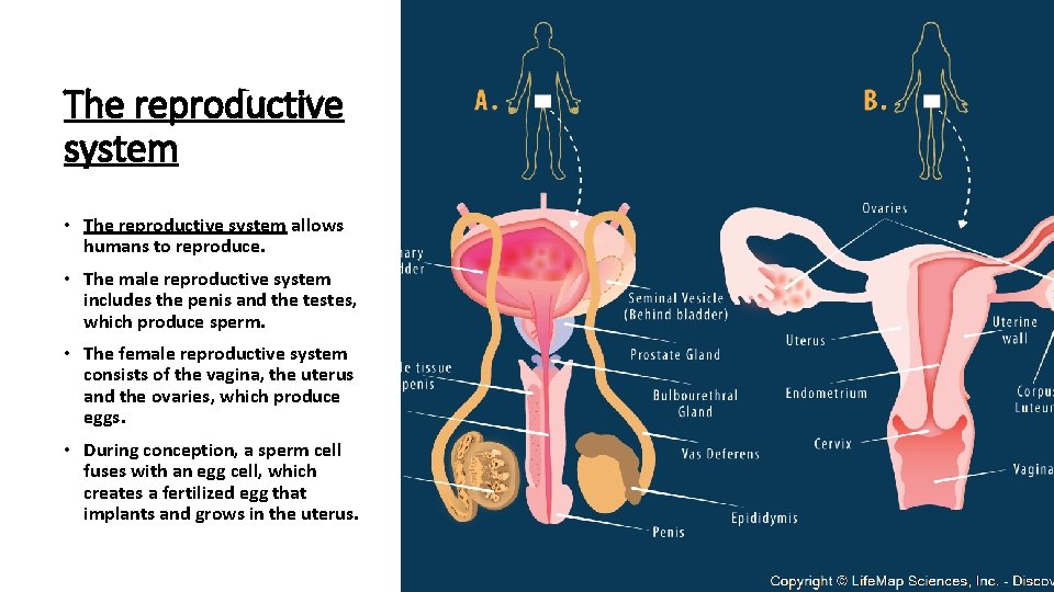 The reproductive system • The reproductive system allows humans to reproduce. • The male