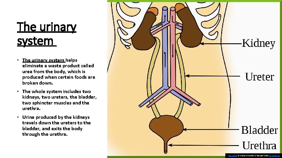 The urinary system • The urinary system helps eliminate a waste product called urea