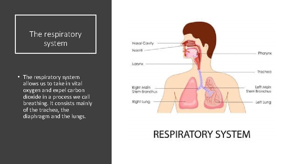 The respiratory system • The respiratory system allows us to take in vital oxygen