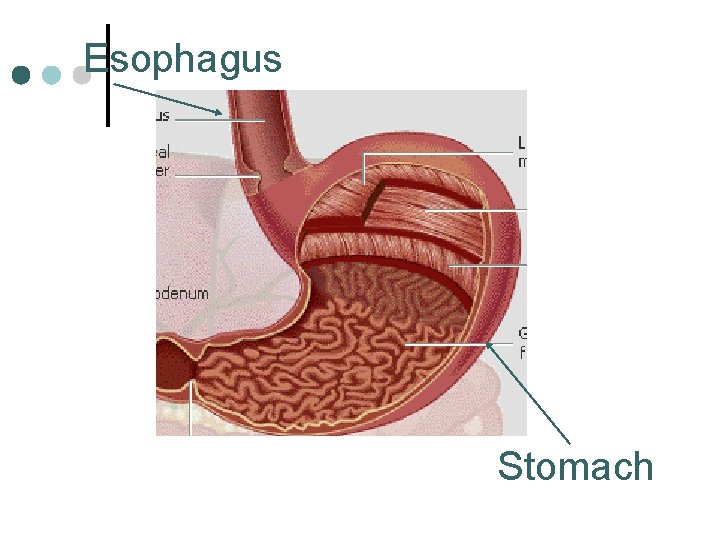 Esophagus Stomach 