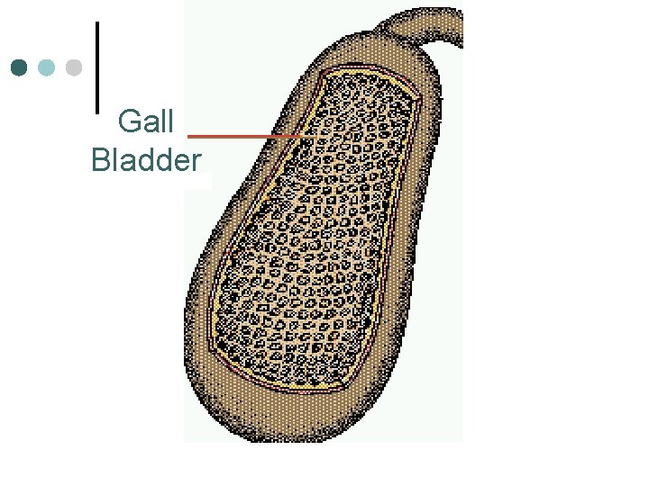 Gall Bladder 