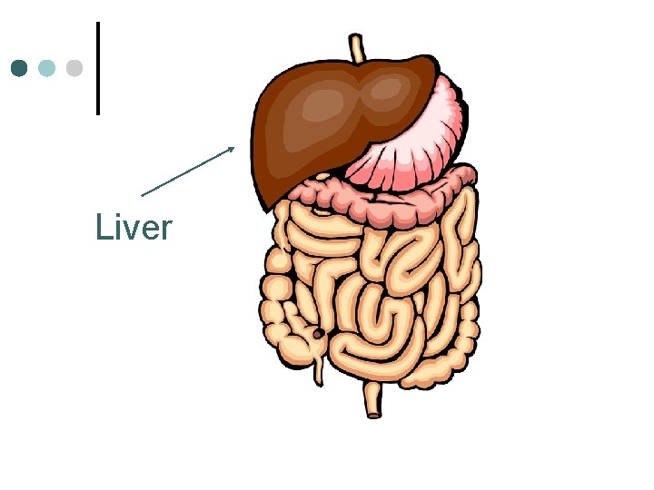 Liver 