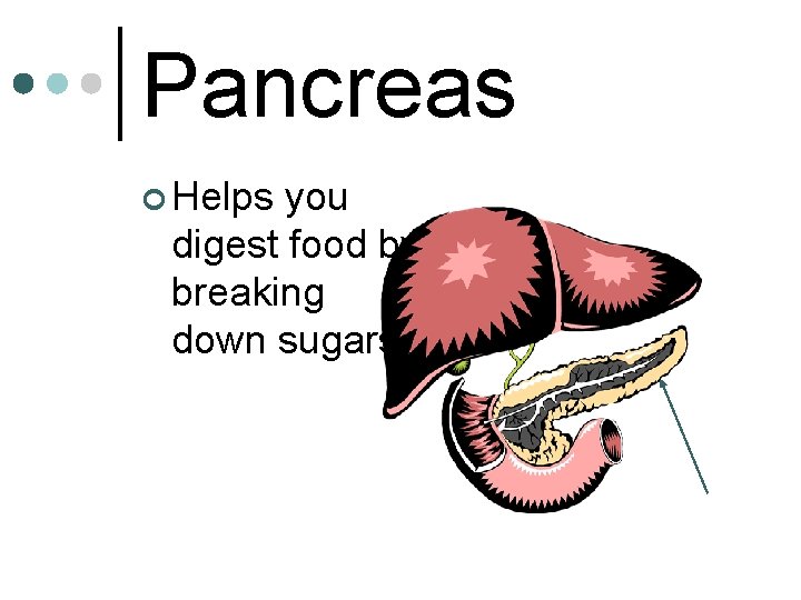 Pancreas ¢ Helps you digest food by breaking down sugars 