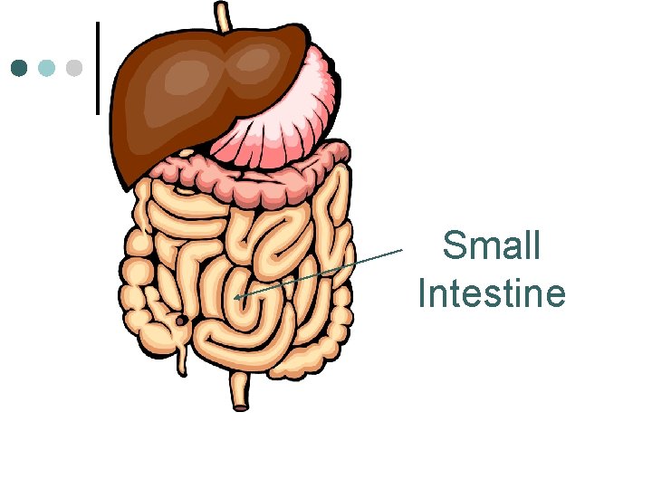 Small Intestine 