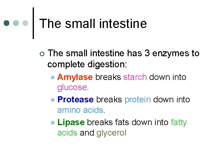 The small intestine ¢ The small intestine has 3 enzymes to complete digestion: Amylase