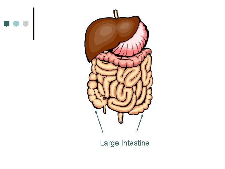 Large Intestine 