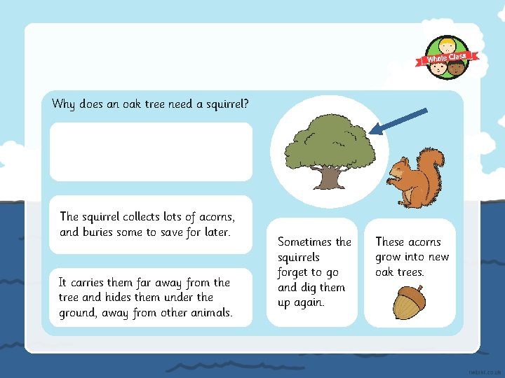 Why does an oak tree need a squirrel? The squirrel collects lots of acorns,