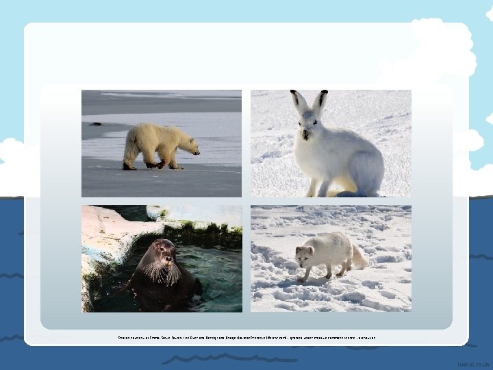 Photos courtesy of Emma, Steve Sayles, Lee Dyer and Bering Land Bridge National Preserve