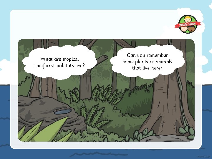 What are tropical rainforest habitats like? Can you remember some plants or animals that
