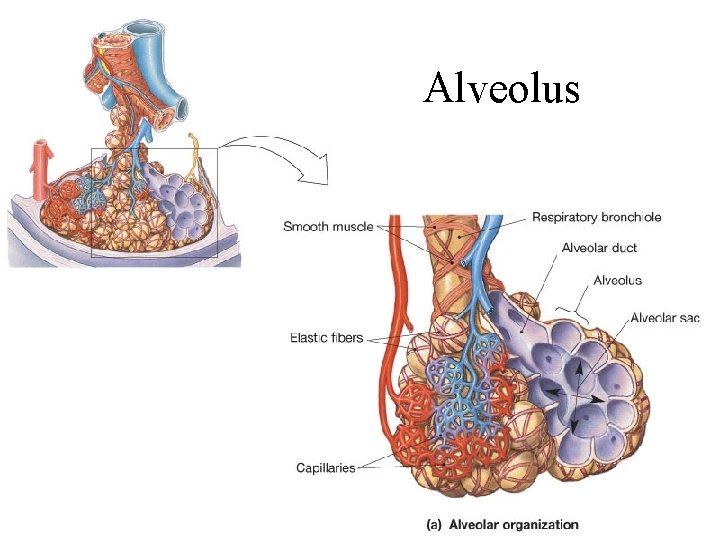 Alveolus 