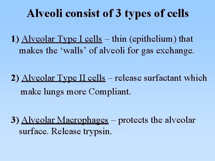 Alveoli consist of 3 types of cells 1) Alveolar Type I cells – thin