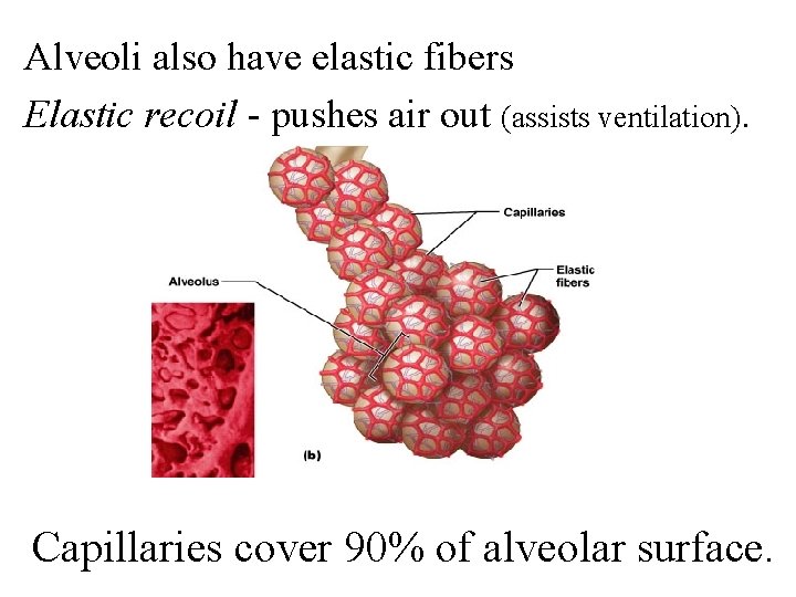 Alveoli also have elastic fibers Elastic recoil - pushes air out (assists ventilation). Capillaries