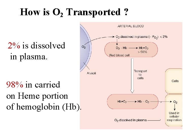 How is O 2 Transported ? 2% is dissolved in plasma. 98% in carried