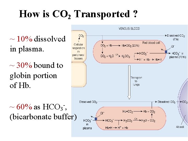 How is CO 2 Transported ? ~ 10% dissolved in plasma. ~ 30% bound